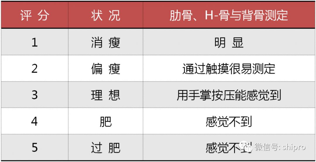 母猪体况评分标准图图片