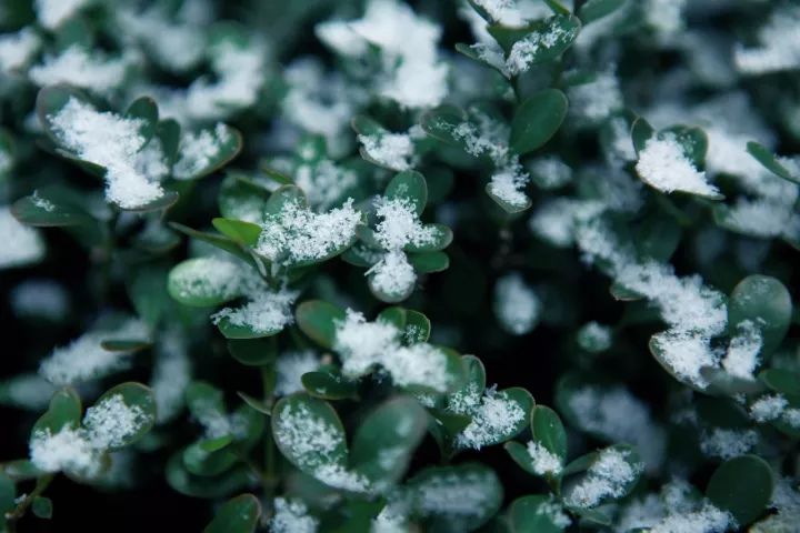 小雪|| 氣候成雪,閉塞成冬