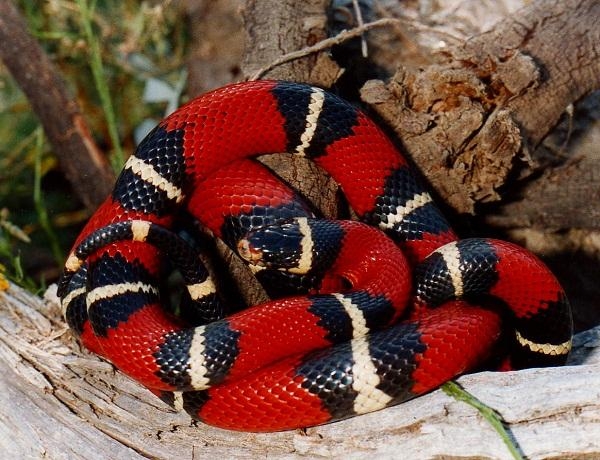奶蛇,是美国本土的一种无毒的蛇类颜色以红黑白三色为基本体色!