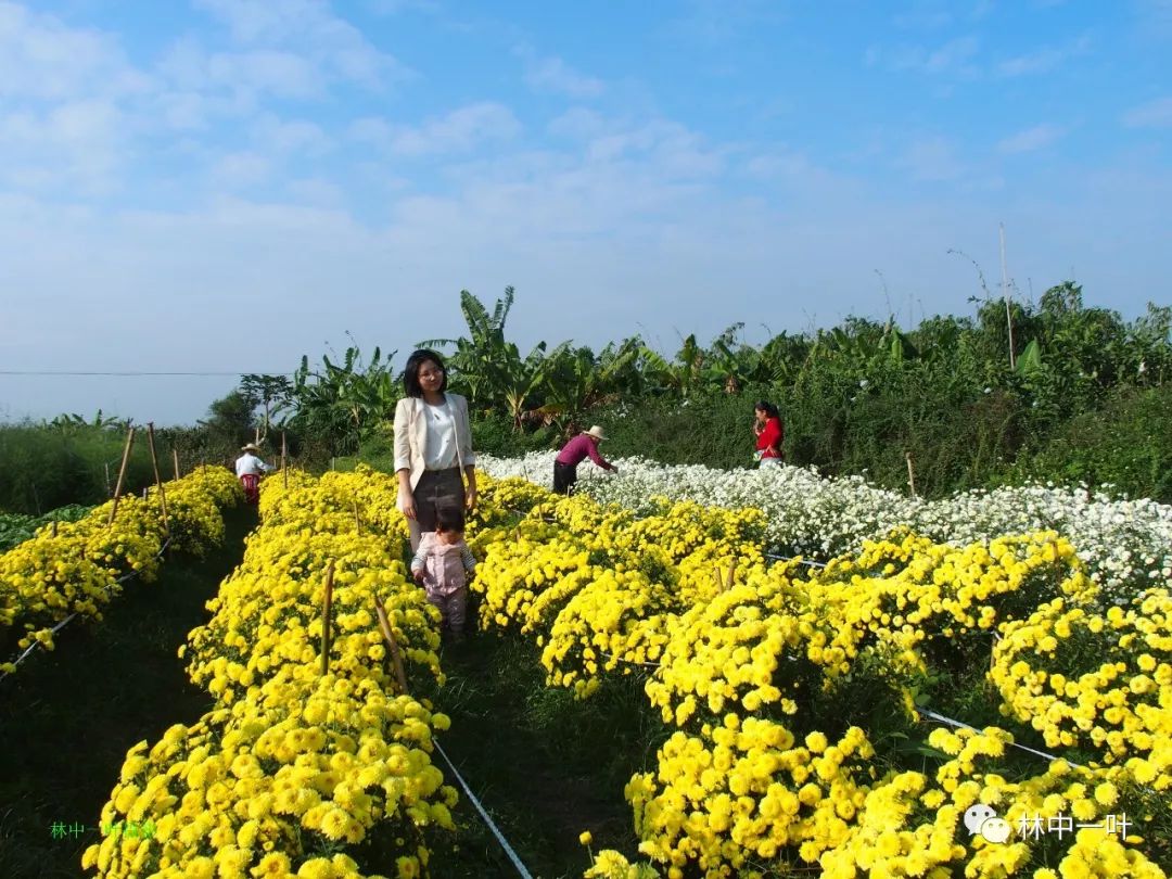 花林四季樟厝洲菊花