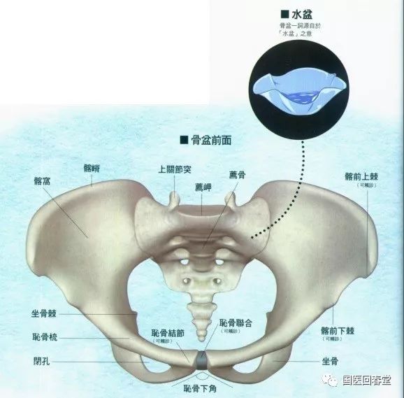 史上最全的骨盆終極詳解一帶您深入瞭解身體中最重要的構造