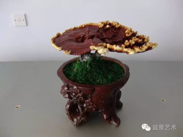 61灵芝盆景如何制作