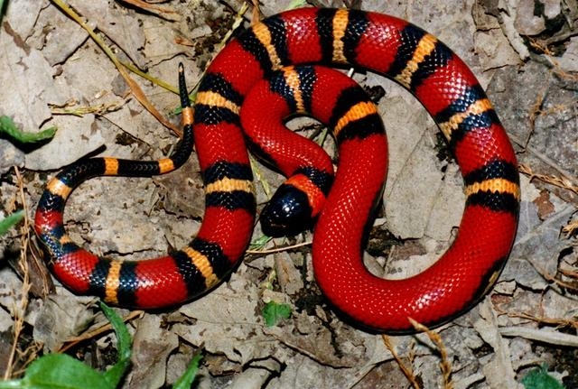 奶蛇是美国本土的一种无毒的蛇类颜色以红黑白三色为基本体色