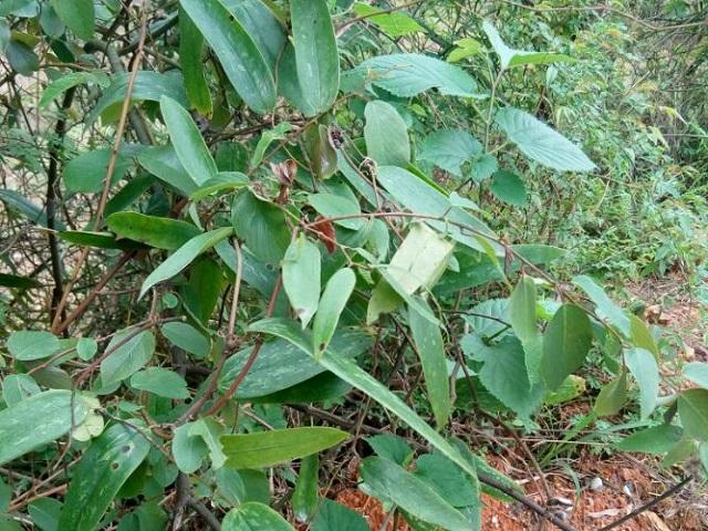 這種植物非常不起眼,卻很珍貴!你知道是啥嗎?_土茯苓