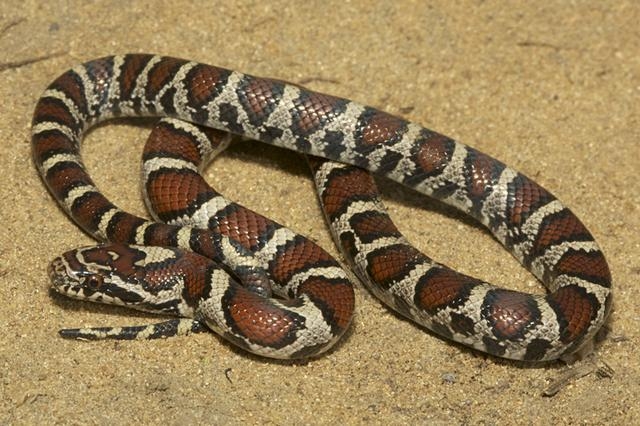奶蛇,是美国本土的一种无毒的蛇类颜色以红黑白三色为基本体色!