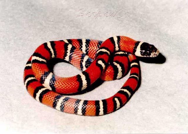 南美十大毒蛇图片