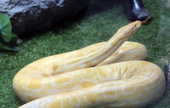 黄金蟒一种很稀少的变异蟒蛇体长可达到7米它是无毒性的