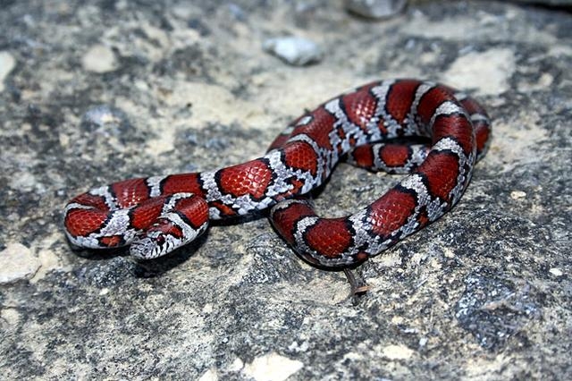 世界上有多少种蛇温柔图片