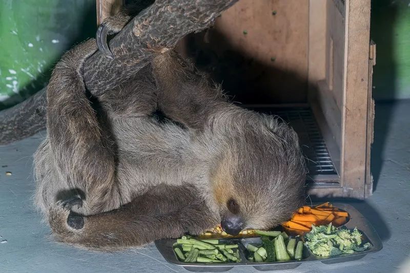 週末去哪兒幹啥都慢生崽卻快如閃電杭州野生動物世界誕生第一隻樹懶