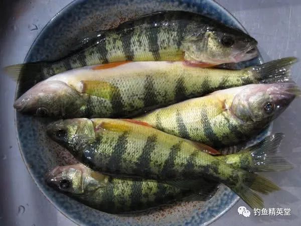 新疆额尔齐斯河里漂亮的河鲈鱼又被称为五道黑