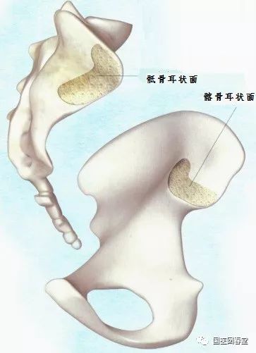 骶髂关节由骶骨与髂骨的耳状关节面相对而构成