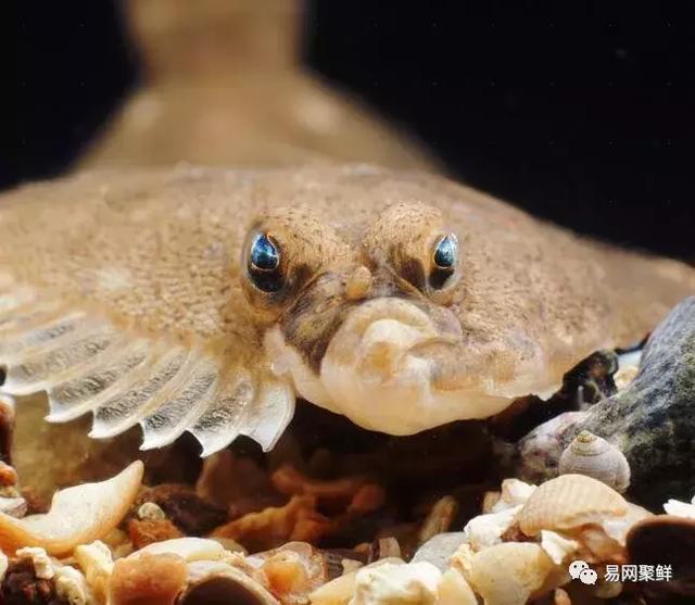 碟中鰈主流鰈魚大觀