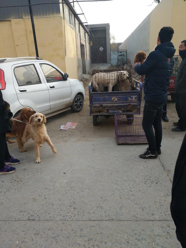 河间狗市图片