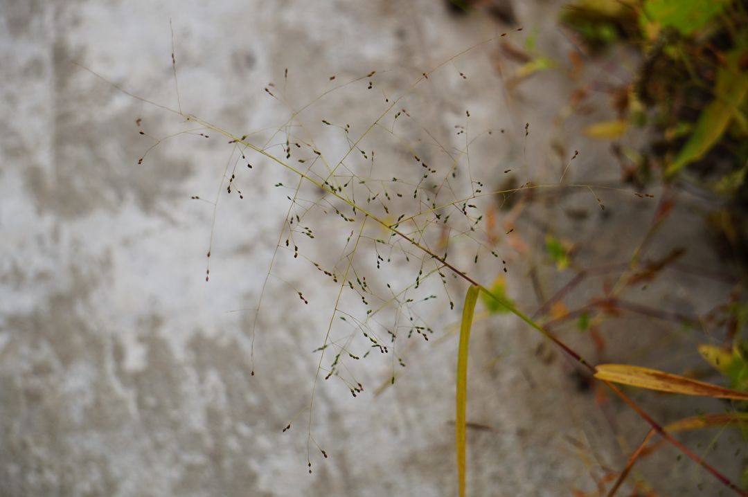 城荒志愿者团队项目上海本土物种保育区物候记录小雪