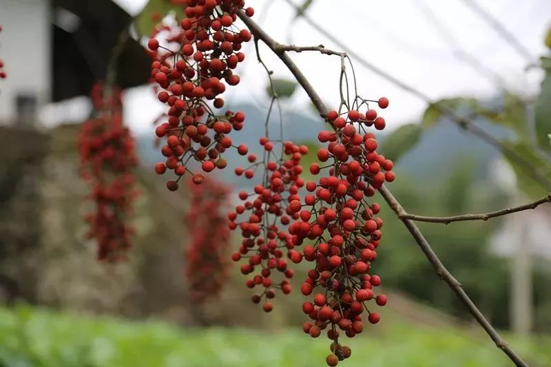 木本油料树种又名水冬瓜山梧桐油葡萄叫做毛叶山桐子这看上去红