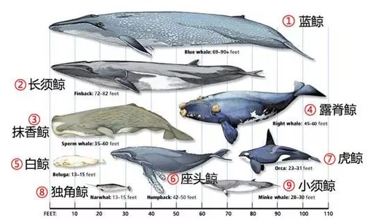 凯库拉外海的海流带来大量浮游生物,吸引了许多鲸鱼来此栖息,也让我们