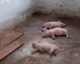 猪在猪圈的表情包图片