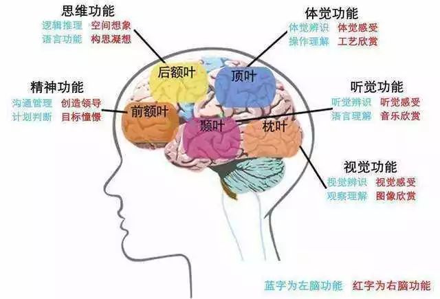 大脑额叶位置图片