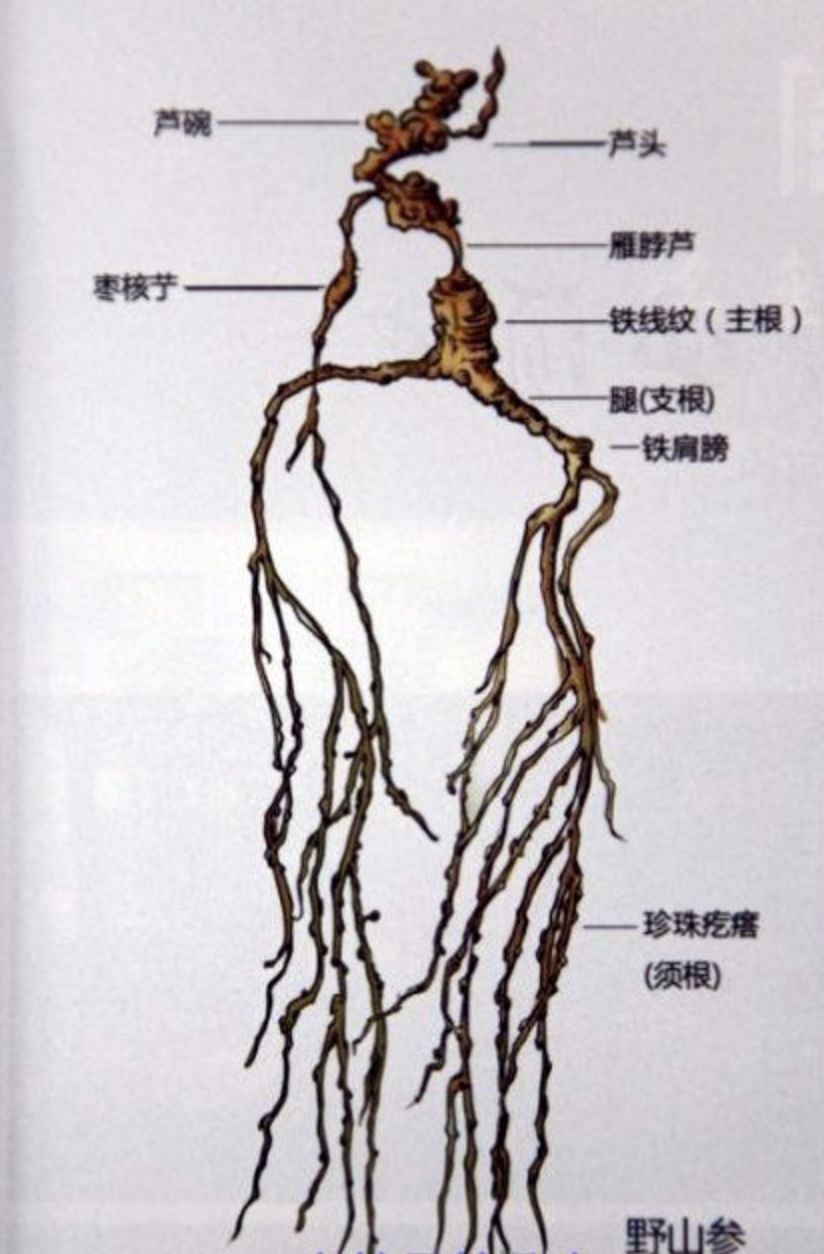 人参各部位名称图解图片