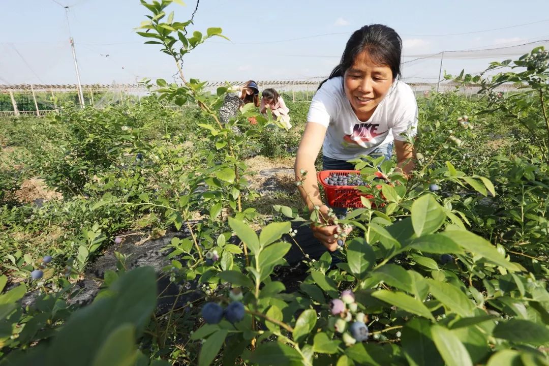 東鄉花果山女創客的四百畝果園