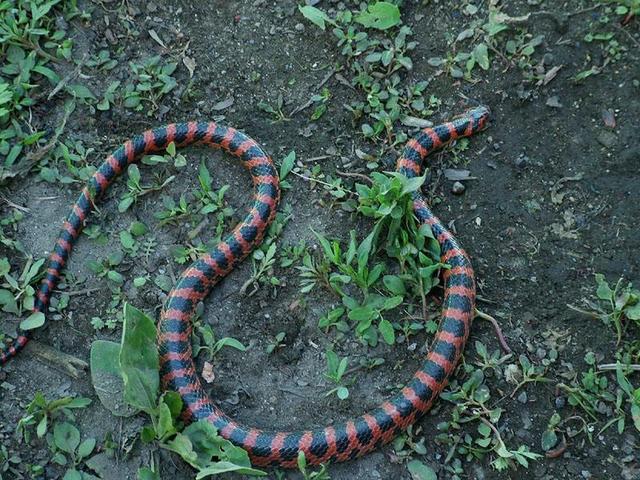 南方常见的蛇 毒蛇图片