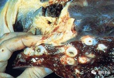 肝片形吸虫病是一种严重危害牛,羊等反刍动物的蠕虫病,又称肝蛭病