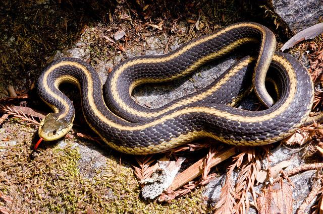 乌梢蛇是一种分布很广的常见无毒蛇大家是否见过呢