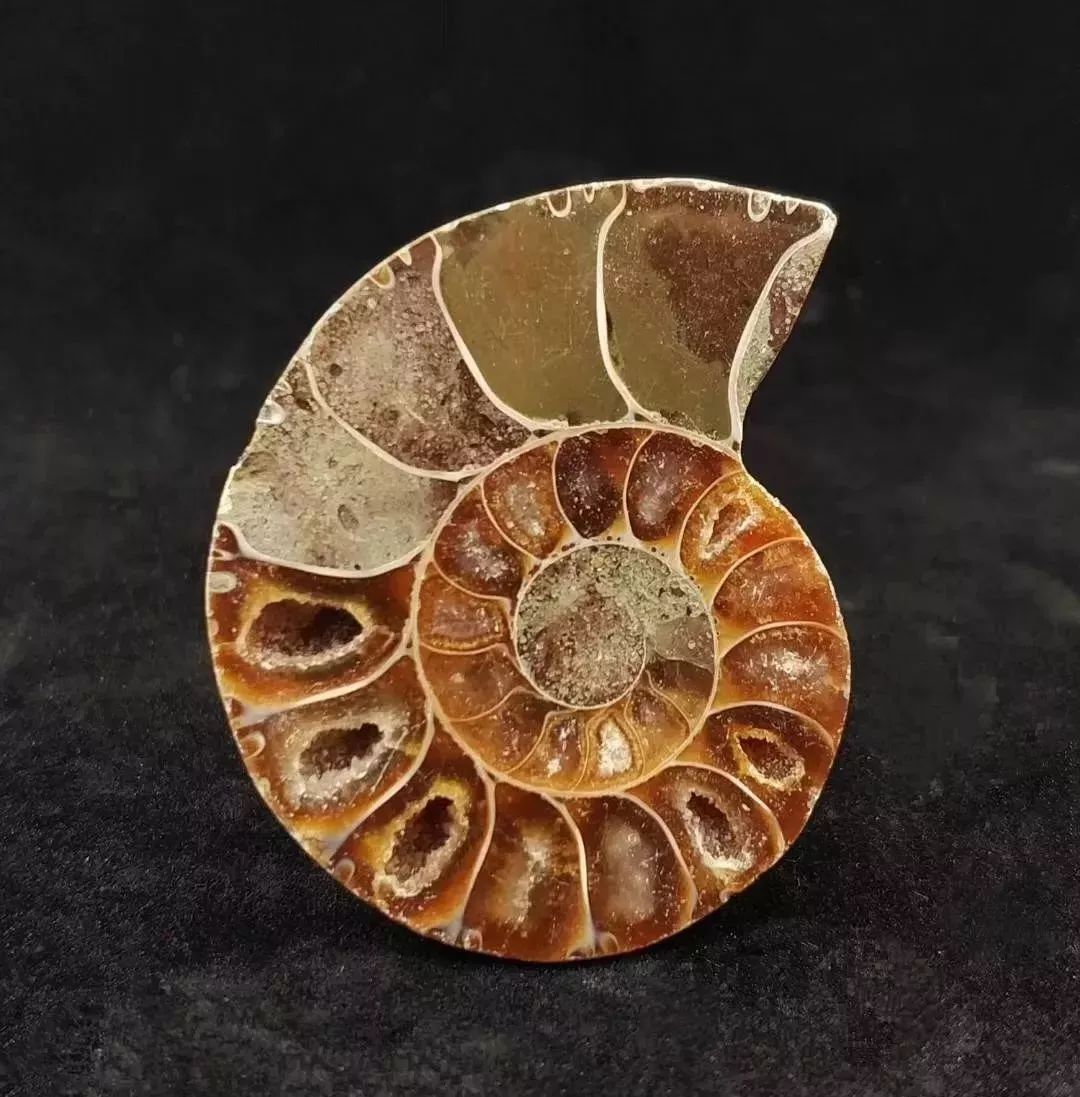 菊石简史见证亿万年前的地球