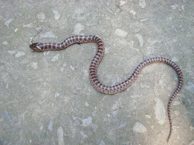 广西常见无毒蛇图片