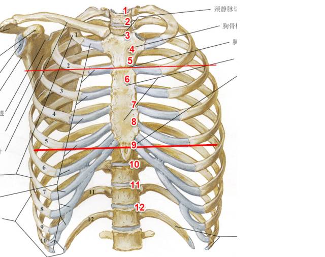 第二肋间定位图片图片