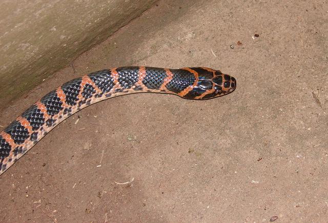 湖北农村常见的毒蛇图片