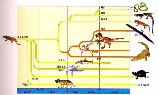 爬行动物进化史图片