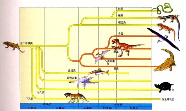 蜥蜴的进化过程图图片