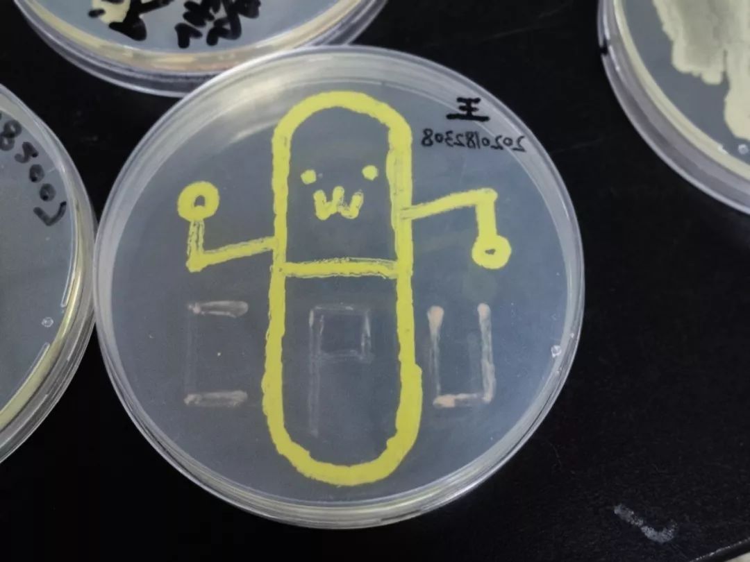 厉害了药大学子用金黄色葡萄球菌画出天安门