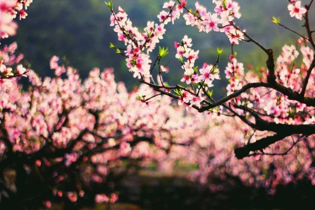 陶淵明有世外桃花源唐伯虎有姑蘇桃花塢