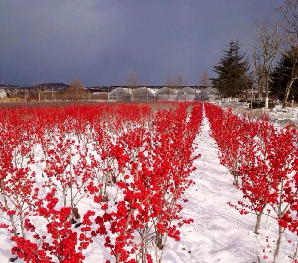 北美冬青冬日里的一抹红是那么明艳灵动