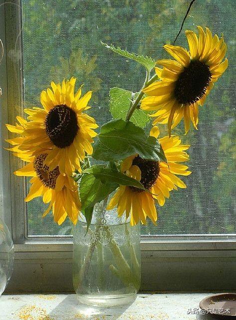 向日葵一种积极向上的美好存在,向日葵绘画合集