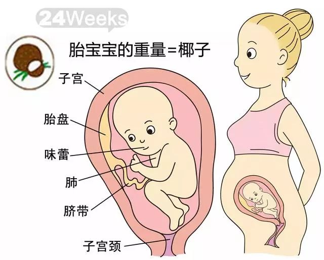 胚胎发育全过程图解图片