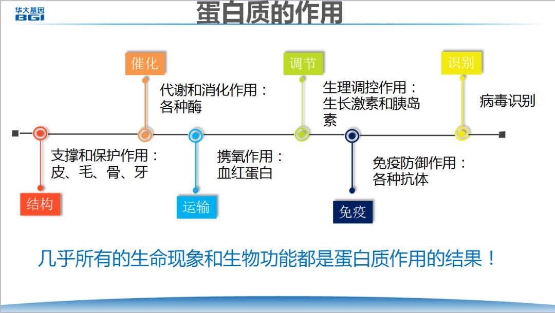 蛋白质互补作用图片