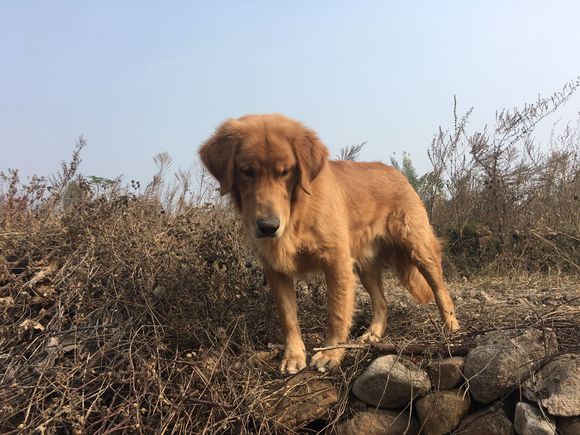 金毛吼的居住地图片