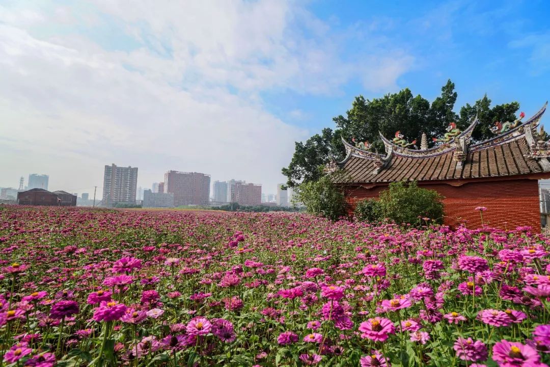 漳州花海图片