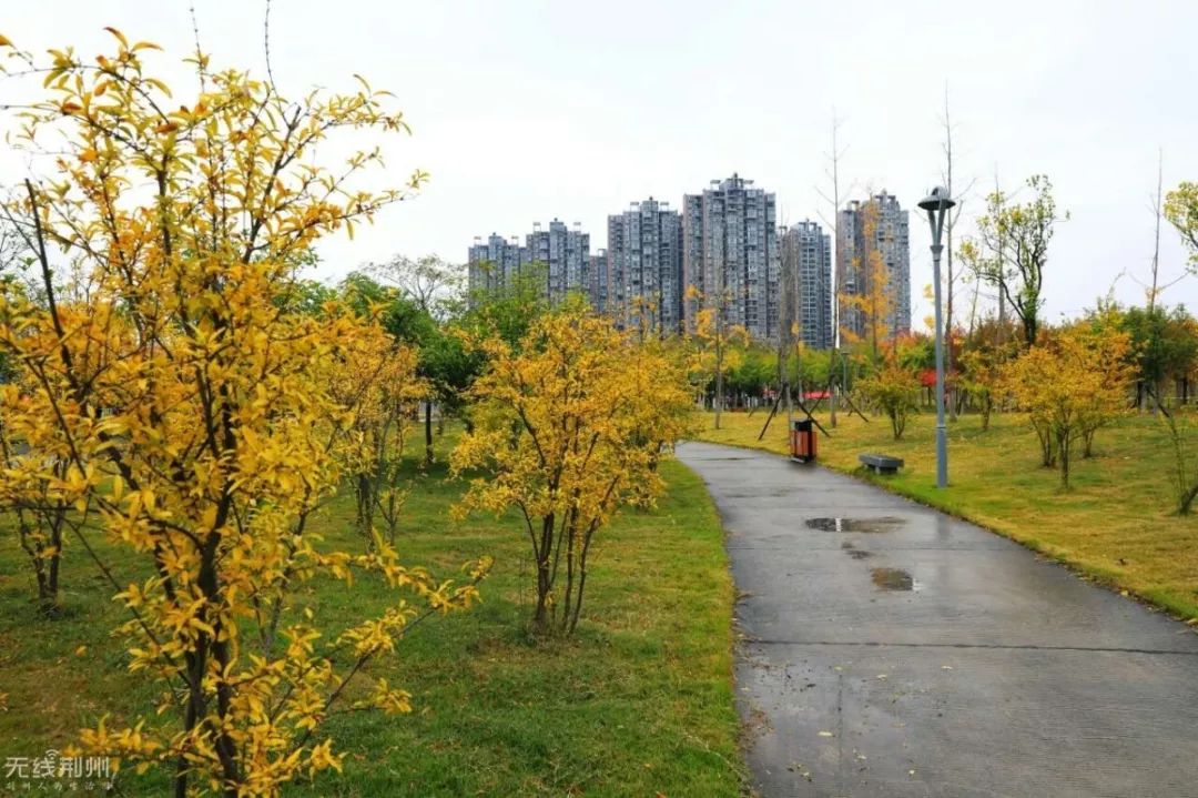 初冬之際,荊州這個公園五彩繽紛