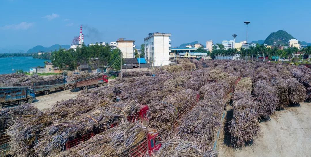 广西崇左市湘桂糖业有限公司开榨时间确定为11月25日;其余糖厂开榨