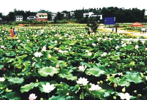 市華龍街道柏木山村華鎣市紅巖鄉南灣村,瓦店村華鎣市慶華鎮邱家嘴村