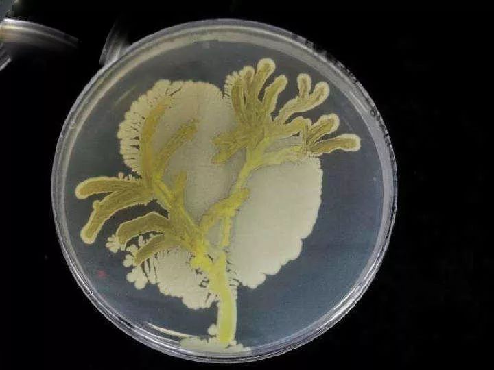 脑洞大开用细菌作画你见过吗