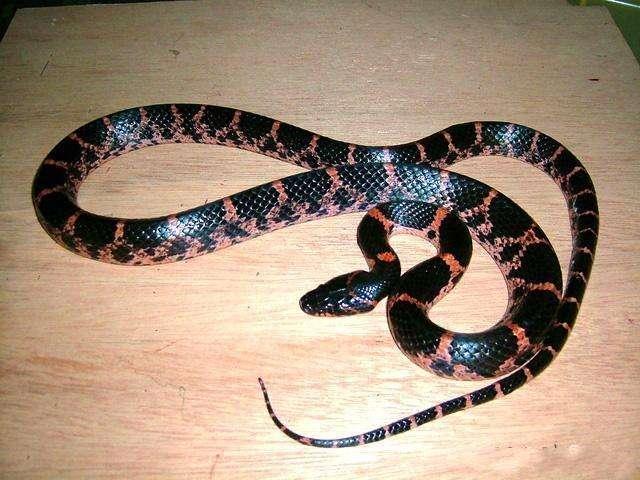 毒蛇常见图片