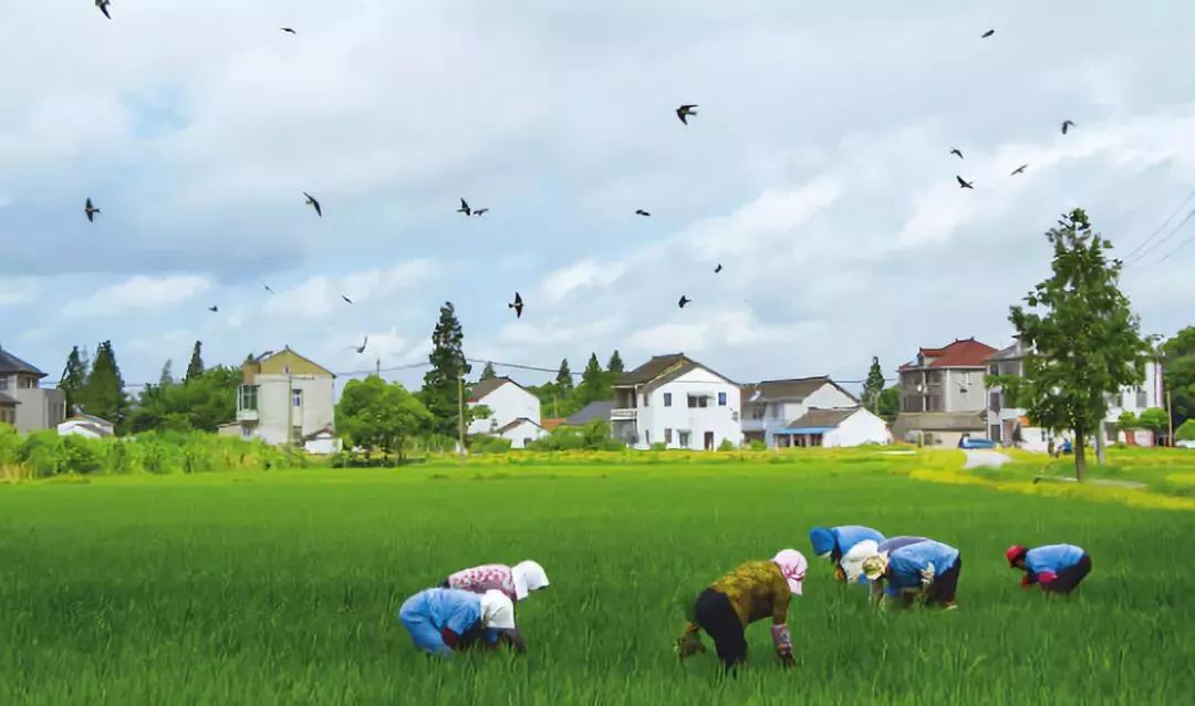 最后的耘稻者 图_蒋建新 摄