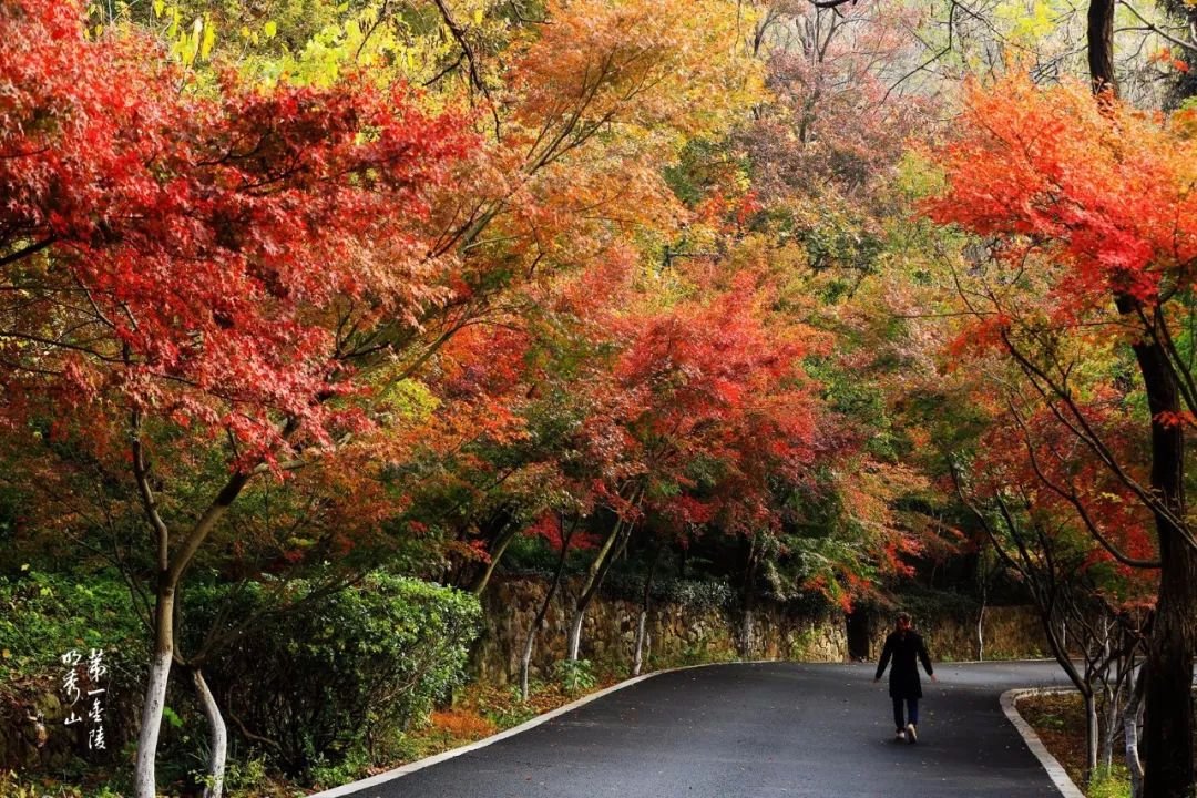 深秋遇见栖霞山的别样枫情