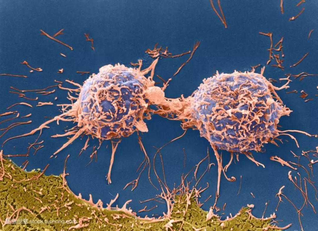 免疫细胞可谓是我们身体健康的守护神,它们对内清除体内的癌变细胞