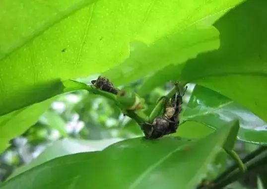 食葉前三甲柑橘惡性葉甲潛葉甲和灰象甲